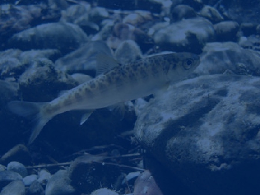 Chinook 001 Chinook salmon