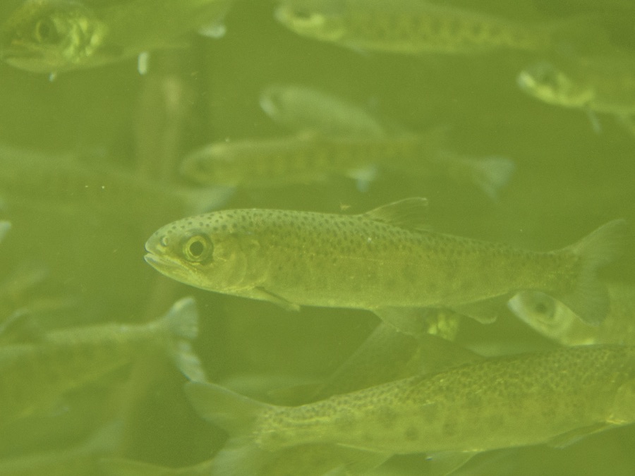 Juvenile Coho 00 Coho salmon
