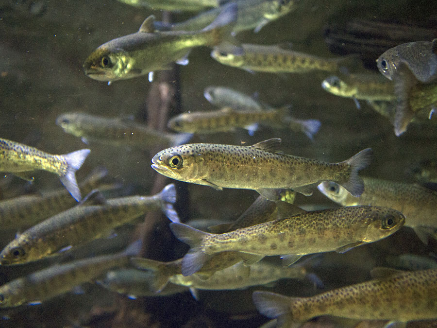 Juvenile Coho Resized Juvenile Coho Resized