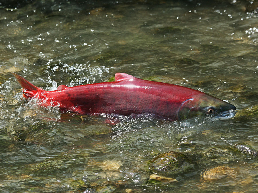 Sockeye Salmon Resized Sockeye Salmon Resized