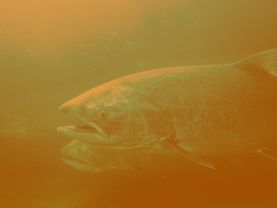 Steelhead 00 Upper Columbia River Summer Steelhead