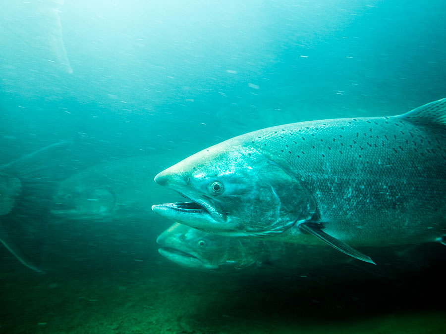 Steelhead Resized Steelhead Resized