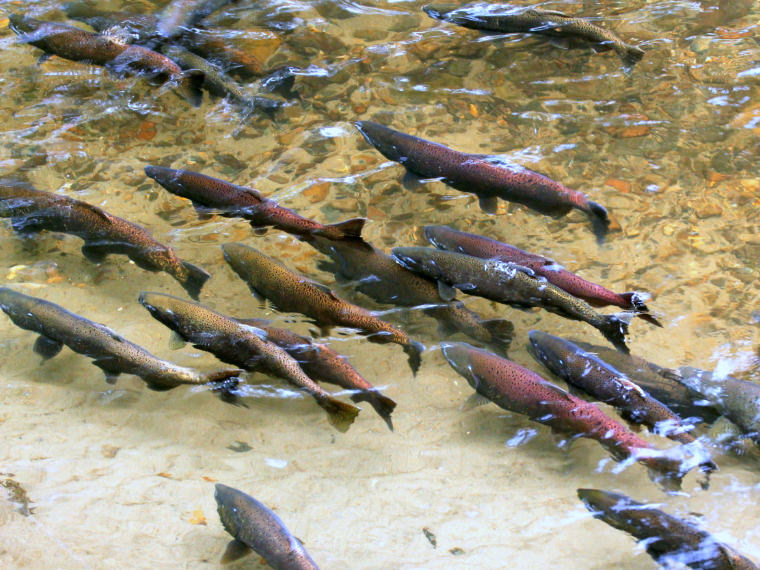 Chinook Swimming Left Chinook Swimming Left